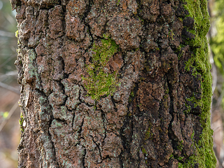 Image showing Tree with Moss and Lichen