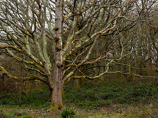 Image showing Trees in Woodland