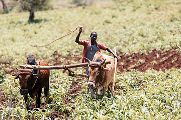 Image showing Ethiopian farmer with traditional wooden plough pulled by cattle. Southern Nations Region, Ethiopia