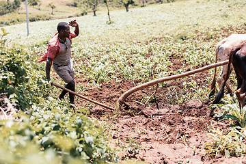 Image showing Ethiopian farmer with traditional wooden plough pulled by cattle. Southern Nations Region, Ethiopia