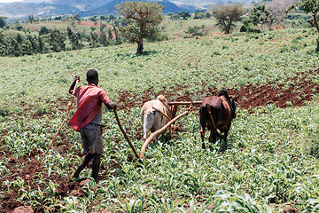 Image showing Ethiopian farmer with traditional wooden plough pulled by cattle. Southern Nations Region, Ethiopia