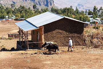 Image showing Ethiopian farmer plows fields with cows, Oromia, Ethiopia