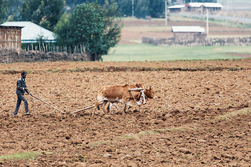 Image showing Ethiopian farmer with traditional wooden plough pulled by cattle. Oromia, Ethiopia