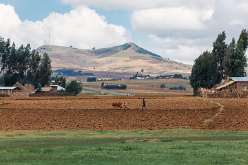 Image showing Ethiopian farmer with traditional wooden plough pulled by cattle. Oromia, Ethiopia