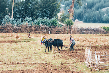 Image showing Ethiopian farmer with traditional wooden plough pulled by cattle. Oromia, Ethiopia