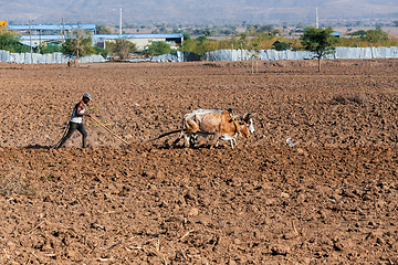 Image showing Ethiopian farmer with traditional wooden plough pulled by cattle. Oromia, Ethiopia