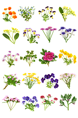 Image showing Spring Summer Edible British Flower Collection