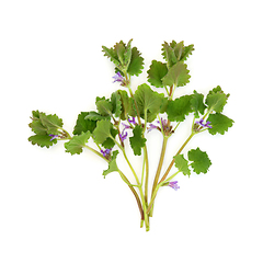 Image showing Ground Ivy Herb Plant Herbal Medicine