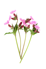 Image showing Red Campion Summer Wildflower Plant