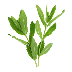 Image showing Spearmint Plant Leaves used in Herbal Medicine and Seasoning