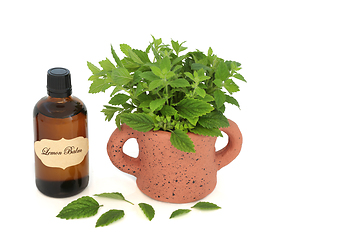 Image showing Lemon Balm Herb Natural Herbal Medicine to Reduce Anxiety