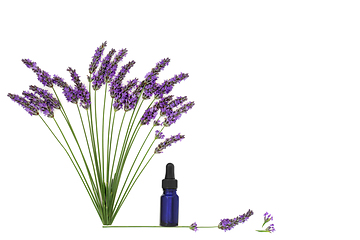 Image showing Lavender Flower Herb Aromatherapy Essential Oil 