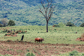 Image showing Ethiopian farmer with traditional wooden plough pulled by cattle. Southern Nations Region, Ethiopia