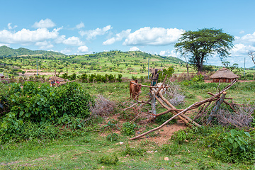 Image showing Ethiopian farmer with traditional wooden plough pulled by cattle. Southern Nations Region, Ethiopia