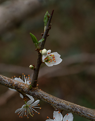 Image showing Blackthorn in Springtime