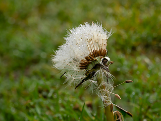 Image showing Dandelion Seedhead with Dewdrops