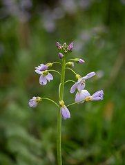 Image showing Lady's Smock Wild Flower