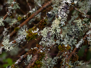 Image showing Lichens Growing in English Woodland 