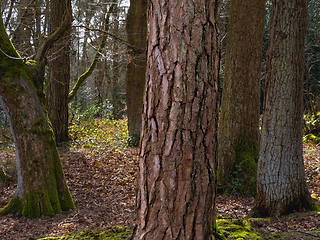 Image showing Tree Trunks