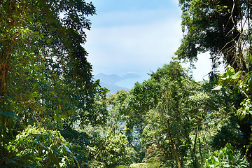Image showing Trees, rainforest and sky on landscape with sunshine, growth and sustainability in summer with rocks. Mountains, leaves and earth in tropical jungle with environment, ecology and nature in Colombia