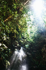 Image showing Waterfall, rainforest and trees on landscape with sunshine, growth and sustainability in summer with rocks. River, leaves and earth in tropical jungle with environment, ecology and nature in Colombia