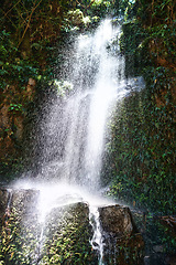 Image showing Waterfall, jungle and trees on landscape in nature, growth and sustainability in summer with rocks. River, leaves and earth in tropical rainforest with environment, ecology and sunshine in Colombia