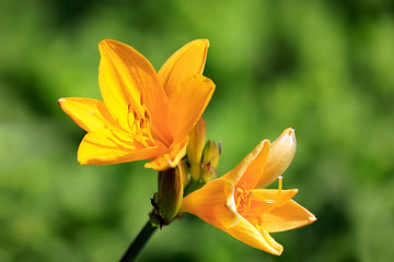Image showing Yellow Daylily or Hemerocallis Flowers Close Up