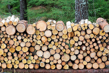 Image showing Neatly Cut and Stacked Firewood in Forest