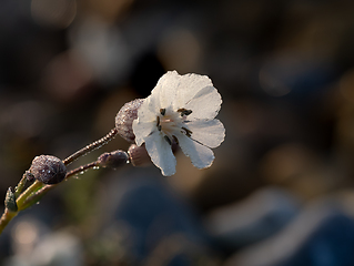 Image showing Bladder Campion Backlit by the Sun