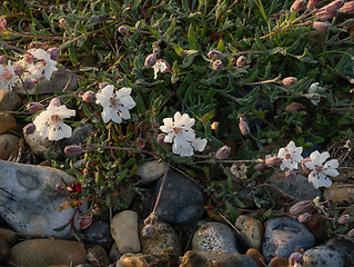 Image showing Bladder Campion by the Seashore 