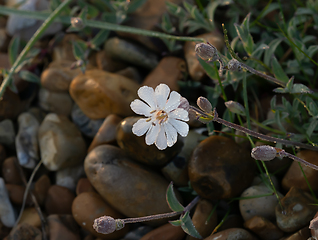 Image showing Bladder Campion in Sunlight