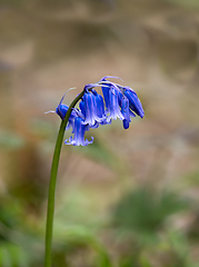 Image showing Native Bluebells Hyacinthoides non-scripta in English Woodland