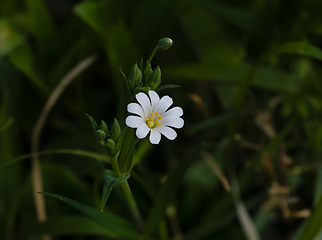 Image showing Greater Stitchwort in English Countryside