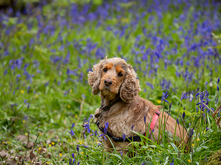 Image showing Cocker Spaniel in English Bluebell Wood