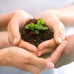 Image showing Group, sand and plant with people, hands and agriculture with sustainability and spring. Closeup, soil and team with climate change and environmental with nature and earth with leaf, help and support