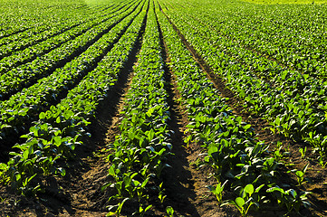 Image showing Rows of turnip plants in a field