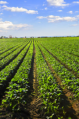 Image showing Rows of turnip plants in a field