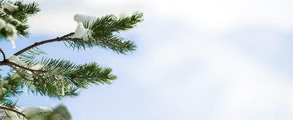 Image showing Snow, tree and leaves closeup in winter nature with blue sky background and environment mock up. Garden, ice and leaf outdoor in forest, park or woods with evergreen plants and natural banner