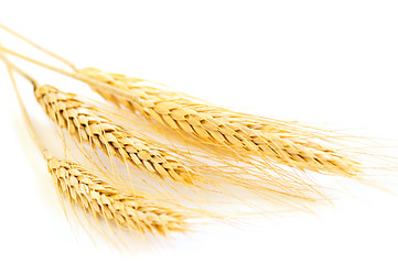 Image showing Isolated wheat ears