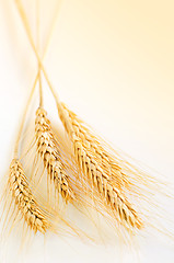 Image showing Wheat ears