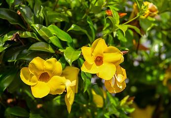 Image showing Allamanda schottii flower, commonly known as bush allamanda, Santander department, Colombia