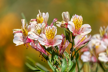 Image showing Alstroemeria ligtu, species of flowering plant in the family Alstroemeriaceae. Quindio department, Colombia