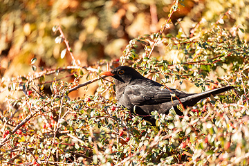 Image showing Male of Common blackbird, Wildlife and birdwatching in Czech Republic