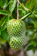 Image showing Soursop, called graviola, guyabano and guanabana. Fruit of Annona muricata, evergreen tree. Magdalena department, Colombia