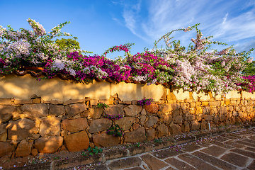 Image showing Bougainvillea buttiana, flowering plant, Barichara Santander department, Colombia