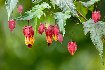 Image showing Abutilon megapotamicum or Callianthe megapotamica flower, Cundinamarca Department, Colombia