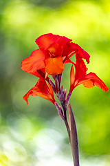 Image showing Canna hybrida Rodigas, flower Canna or canna lily, flowering plants in the family Cannaceae. Santander department, Colombia