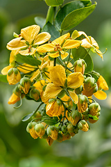 Image showing Cassia fistula, known as golden shower, Santander department, Colombia