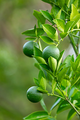 Image showing Citrus tree Citrus aurantium. Santander department, Colombia