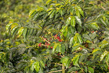 Image showing Coffea arabica, known as the Arabica coffee, species of flowering plant. Antioquia department, Colombia